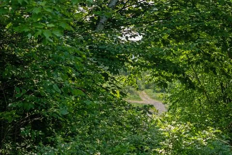 View of a Woods Road Stock Photos