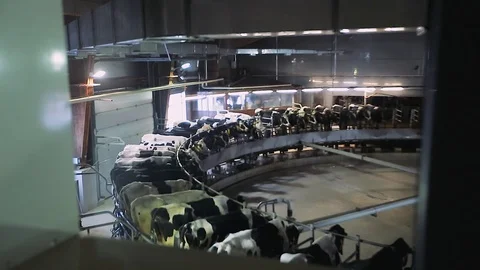 View of the work of the modern milking machine through the window. Smooth Video stock 101770097