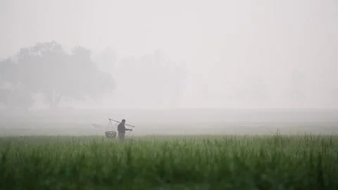 View of a worker carrying baskets in a foggy field, Bangladesh. Stock Footage 335592062