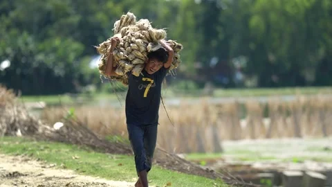 View of a worker carrying a heavy bundle of jute, Bangladesh. Stock Footage 335558677