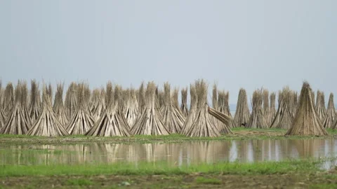 View of a worker carrying jute bundles in a field, Bangladesh. Video stock 335559106