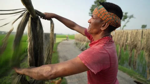 View of a worker drying jute fibers in Jamalpur, Bangladesh. Stock Footage 335559214