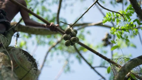 View of a worker harvesting hog plums from a tree, Bangladesh. Video stock 334945761