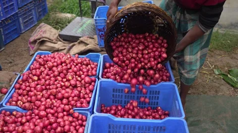 View of a worker pouring red potatoes into blue crates, Bangladesh. Video stock 335020500