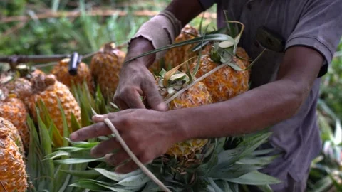 View of a worker tying ripe pineapples with a rope, Bangladesh. Vídeos de archivo 336428432