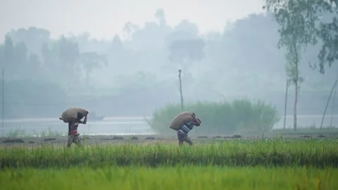 View of workers carrying sacks across fields in Bogura, Bangladesh. Video stock 334967240