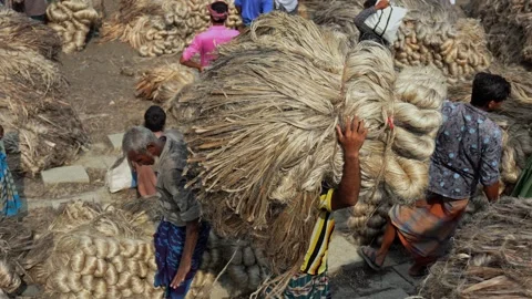 View of workers handling bundles of raw jute fiber in Bangladesh. 스톡 동영상 335560122