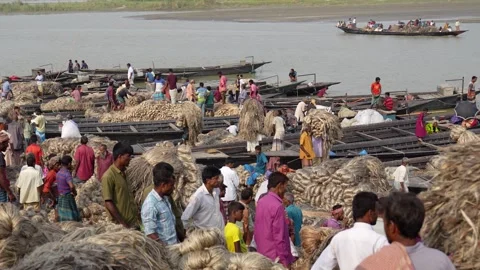 View of workers loading jute bundles onto wooden boats, Bangladesh. Stock Footage 335559996