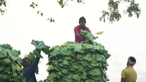 View of workers loading a large pile of green vegetables, Bangladesh. 스톡 동영상 335017823