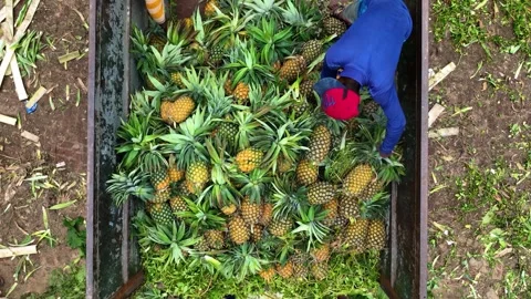 View of workers loading pineapples into a truck, Bangladesh. Vídeos de archivo 336428973
