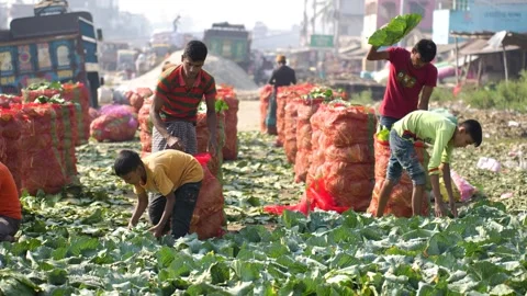 View of workers packing cabbages into bags in Bogura, Bangladesh. 스톡 동영상 335017563