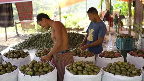 View of workers packing hog plums in Jhalakathi, Bangladesh. Video stock 334945326