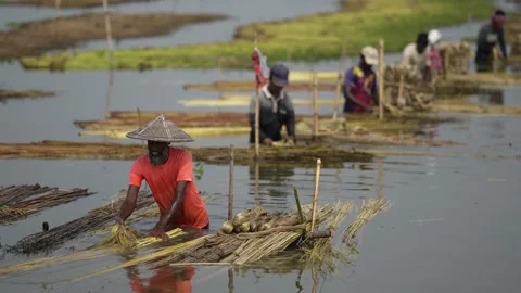 View of workers processing jute fibers in the water, Bangladesh. Video stock 335559393