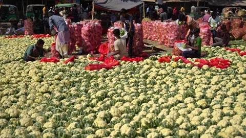 View of workers sorting cauliflowers at a market, Bangladesh. Vídeo Stock 335018619