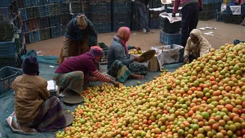 View of workers sorting tomatoes at a market, Bangladesh. Stockbeeldmateriaal 336426973