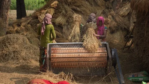 View of workers threshing grain in a rural field, India. 스톡 동영상 335483671