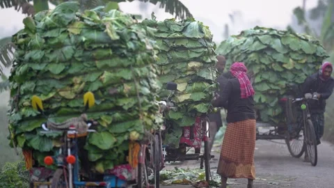 View of workers transporting large leaf bundles, Bangladesh. Stock Footage 335017688