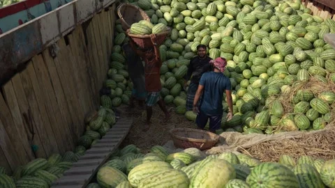 View of workers unloading watermelons at Sadarghat, Bangladesh. Video stock 335008980