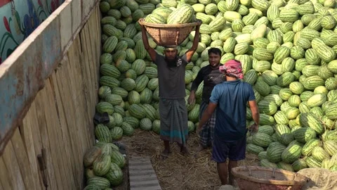 View of workers unloading watermelons at Sadarghat, Bangladesh. Video stock 335009059