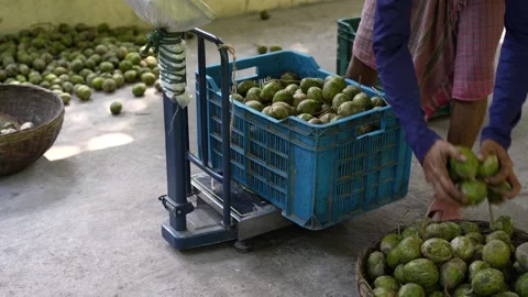View of workers weighing hog plums in crates in Jhalakathi, Bangladesh. Video stock 334944999