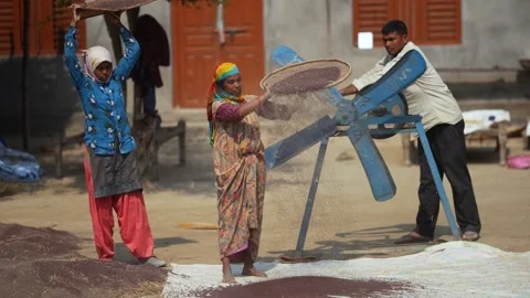 View of workers winnowing grain in Dhangadhi, Nepal. Video stock 335476288