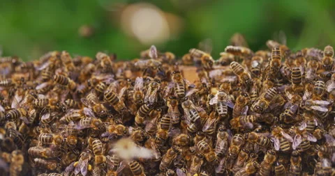 View of Working Bees in Hive Stock Footage 275518703