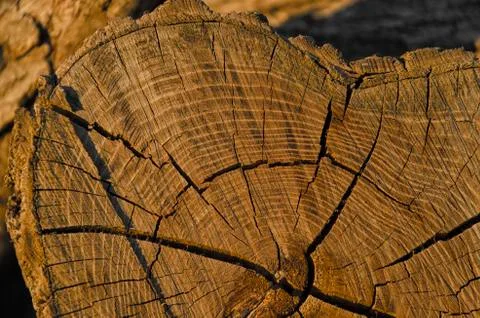 View of xylem Stock-Fotos