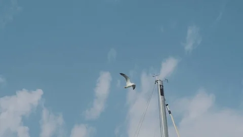 View from a yacht to a soaring seagull. Stock Footage 114963480