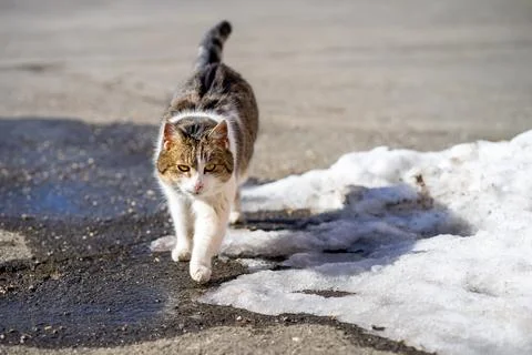 View of a yard cat walking along the street during the day Stock-Fotos