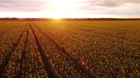 View of the yellow agricultural fields of rapeseed in the evening 動画素材 194744924