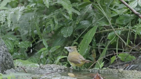 View of a yellow bird with wings spread in the forest, China. Stock Footage 335765377