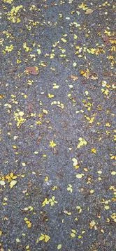 View of yellow flower petals . Stock-Fotos