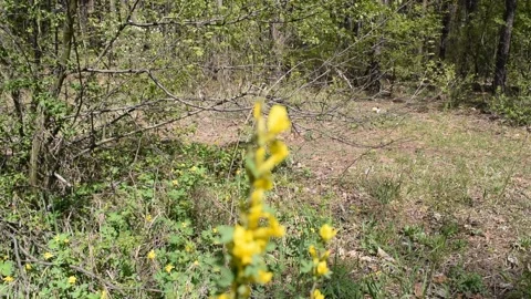 View of a yellow flower in a pine Stock Footage 132255299