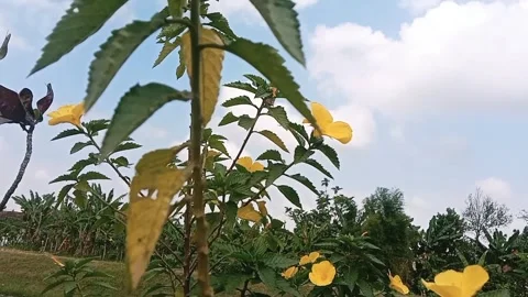 View of yellow flowers with blue sky with thick white clouds Video stock 313005266