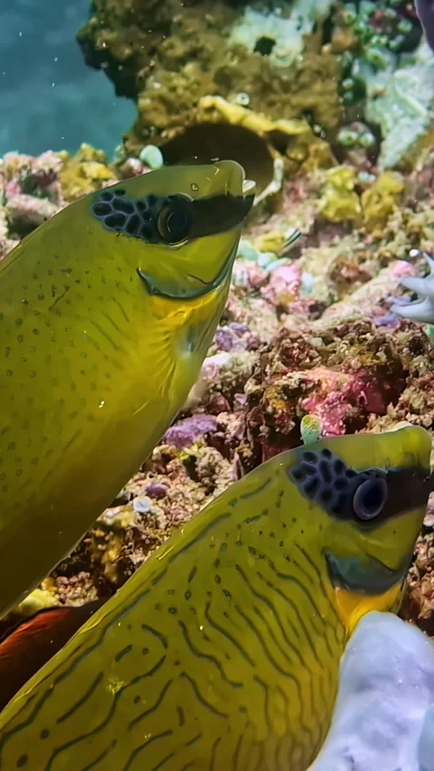 View of a yellow foxface rabbitfish swimming near coral in Indonesia. Stock-Footage 340642585
