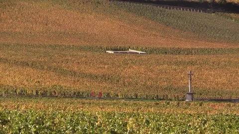 View of the yellow grape vines Stock Footage 83873080