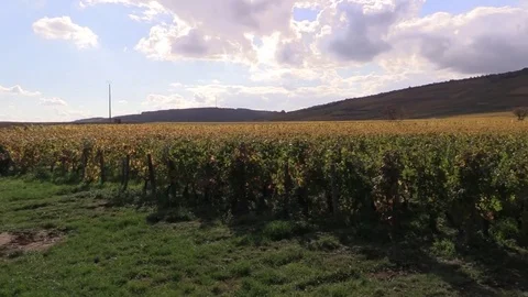 View of the yellow grape vines Stock Footage 83873081
