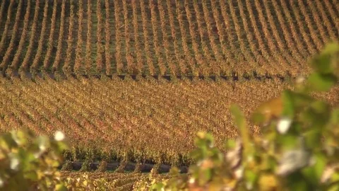View of the yellow grape vines Stock Footage 83873096