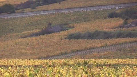 View of the yellow grape vines Stock Footage 83873147