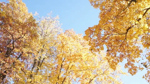 View on yellow maples with slowly falling leaves Stock Footage 96379844