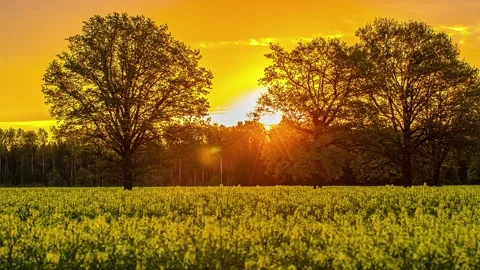View of yellow rapeseed field at sunset in Riga, Latvia. Video stock 341454327