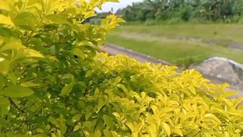 The view of yellow shoots creates an atmosphere bright and cool. Stock Footage 329092847