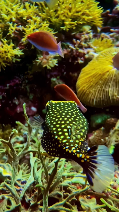 View of a yellow-spotted boxfish swimming in Bali, Indonesia. Stock Footage 339899871