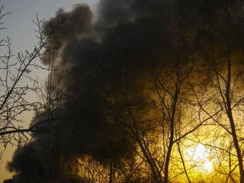 View of the yellow sun through a forest fire. Stock Photos