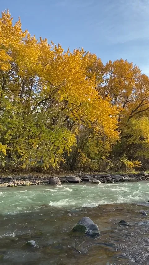 View of yellow trees and blue river, sunny autumn Stock Footage 252759918