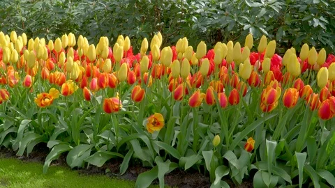 The view of the yellow tulips garden Stock Footage 79809641