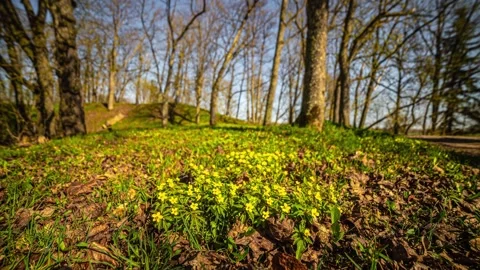 View of yellow wildflowers in a forest clearing, Latvia. Video stock 341454238