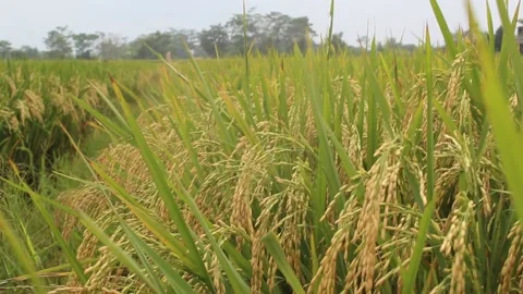 View of yellowing rice 動画素材 172203924