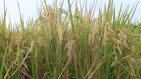 View of yellowing rice 動画素材 172203988