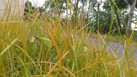 View of yellowish wild grass with towering green trees. Video stock 329348902